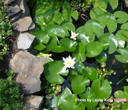 water lillies